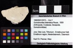 Foto (Objket + Etiketten) von Goniodromites bidentatus (Reuss, 1859) 